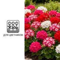 Семена цветов Пеларгония зональная &laquo;Колорама &raquo; F2, смесь окрасок,0.02 г