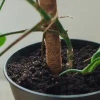 Опора для комнатных цветов, h=60 см, d=2.5 см, пластик, кокосовая оплётка, Greengo