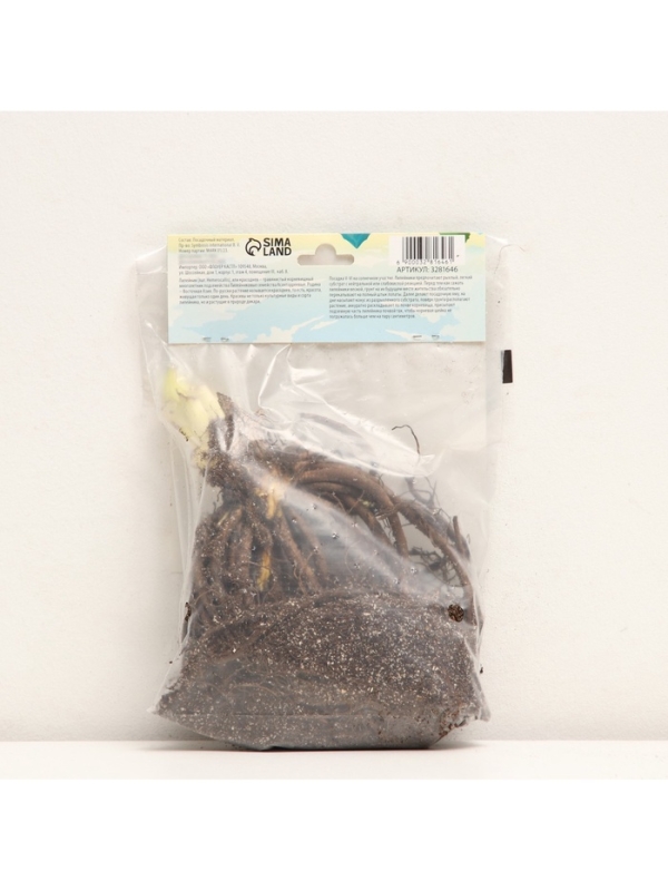 Флокс метельчатый «Аметист», корневище в пакете с торфогрунтом, р-р I, 2 шт.