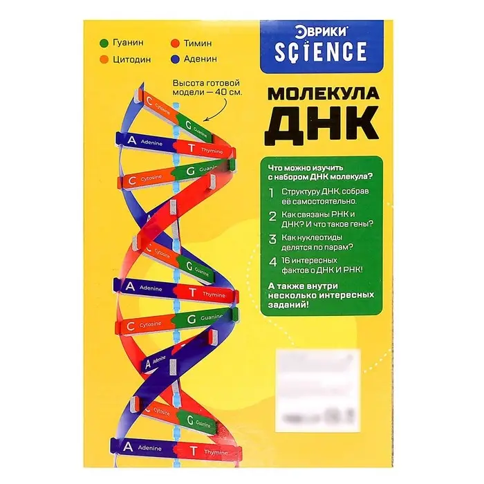 Набор для опытов &laquo;Молекула ДНК&raquo;