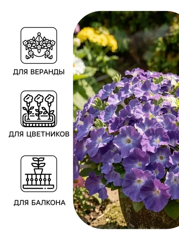 Семена Цветов Петуния &laquo;Мамбо&raquo; F1, небесно-голубая, пробирка, 7 шт.