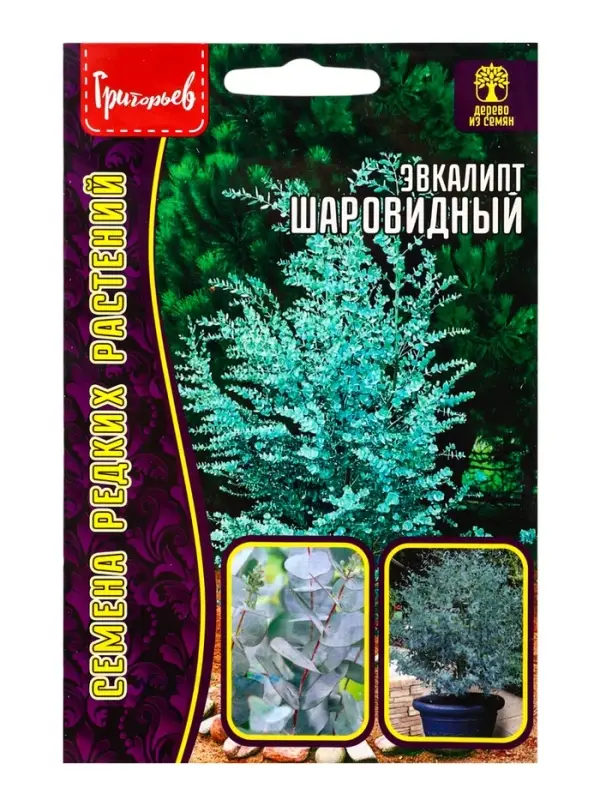 Семена Эвкалипт Шаровидный 10шт.  12.29 г.