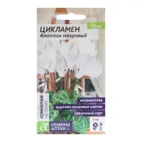 Семена комнатных цветов Цикламен &laquo;Аполлон&raquo;, 3 шт., &laquo;Семена Алтая&raquo;