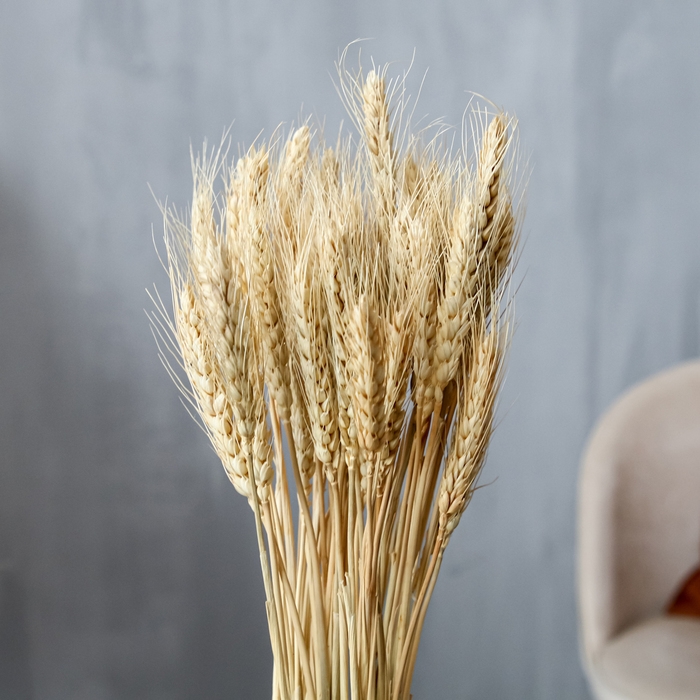 Сухой колос пшеницы, набор 50 шт., цвет белый Сухой колос пшеницы, набор 50 шт., цвет белый