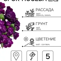 Семена цветов Петуния Дот Стар F1 &laquo;Андромеда&raquo;, многоцветковая, 5 шт.
