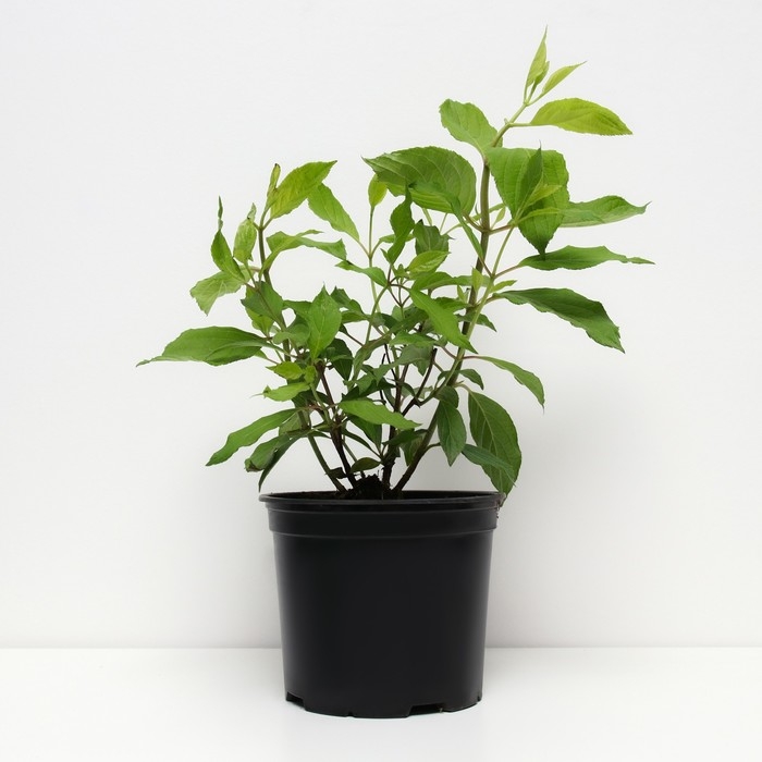 Гортензия метельчатая Грейт Стар , С3 горшок, Н20-30 высота, 1 шт, Осень 2024 Гортензия метельчатая Грейт Стар , С3 горшок, Н20-30 высота, 1 шт, Осень 2024