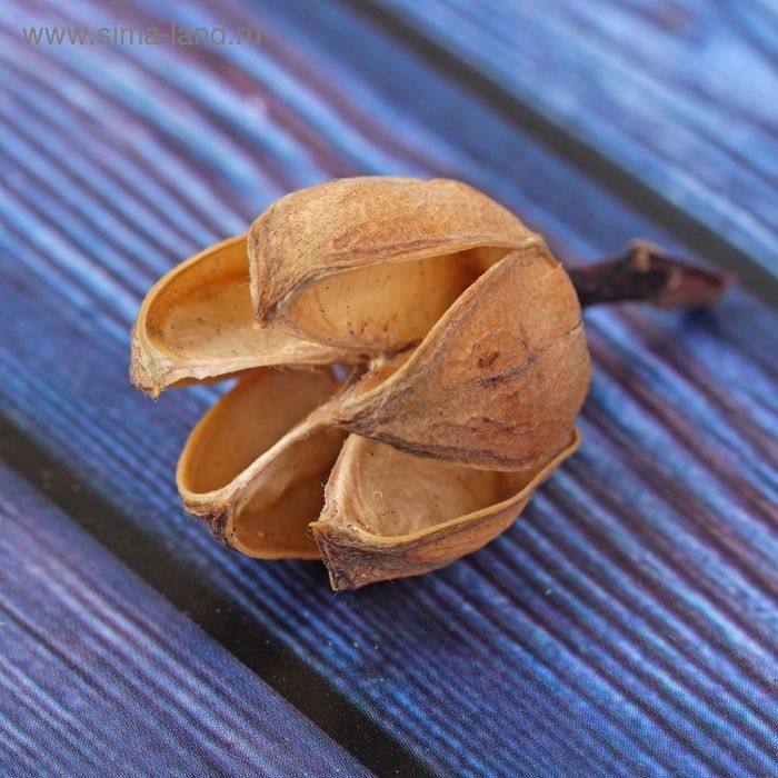 Сухие цветы кунжута, 30 г, цвет натуральный Сухие цветы кунжута, 30 г, цвет натуральный