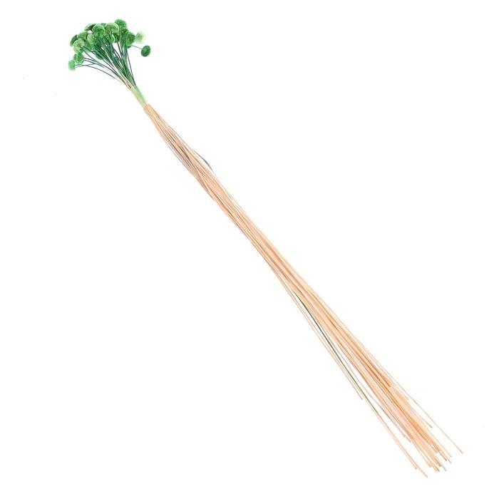 Сухоцвет «Батао» набор 20 шт., цвет зелёный Сухоцвет «Батао» набор 20 шт., цвет зелёный