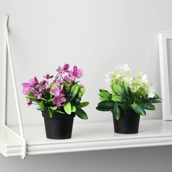 Бонсай в горшке Бонсай в горшке "Рододендрон" 7х12 см, микс