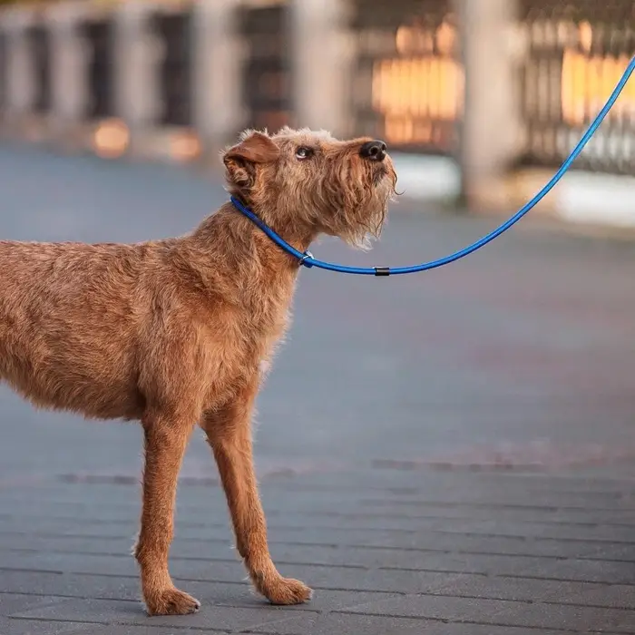 Ринговка для собак, 130&times;0.8 см, синяя
