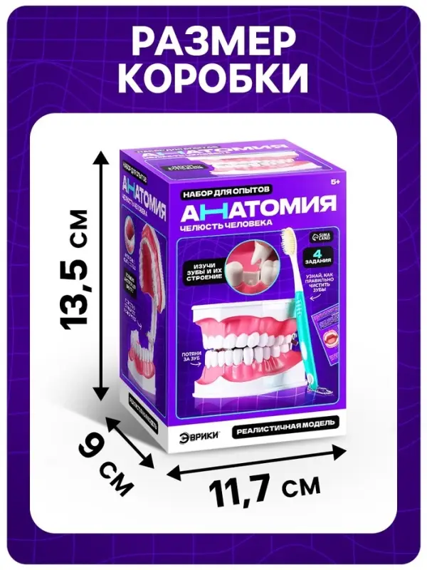 Набор для опытов &laquo;Анатомия&raquo;, челюсть человека