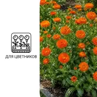 Семена цветов Календула &laquo;Радио&raquo;, 0.3 г, &laquo;Артикул&raquo;