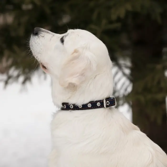 Ошейник однослойный безразмерный, 45&times;2 см, ОШ 18-39 см, кожа, синий