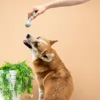 VETTA Игрушка для домашних животных, ТПР, 12 см