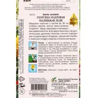 Набор семян Георгина махровая &laquo;Маленькая Леди&raquo;, 10 семян