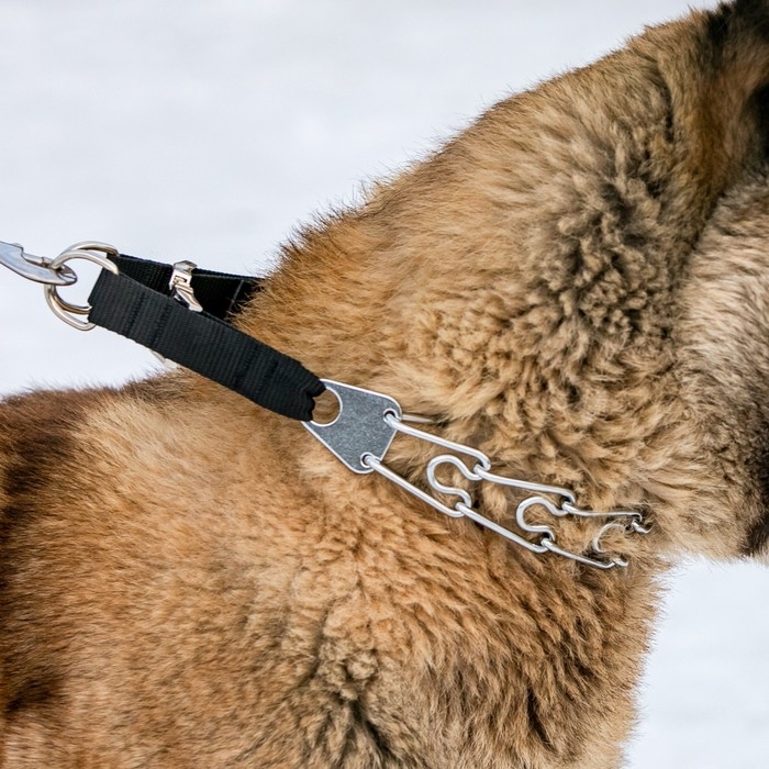 Ошейник строгий с металлическим фастексом и защитными колпачками, 63 см, толщина проволоки 4 Ошейник строгий с металлическим фастексом и защитными колпачками, 63 см, толщина проволоки 4