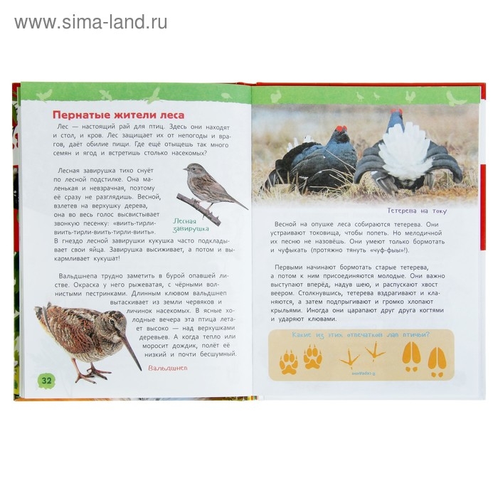 Энциклопедия для детского сада «В лесу» Энциклопедия для детского сада «В лесу»
