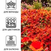 Семена цветов Петуния &laquo;Пикколино&raquo; F1, красная, драже, 5 шт.