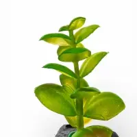 Набор декора для аквариума "Черепаха и трава"