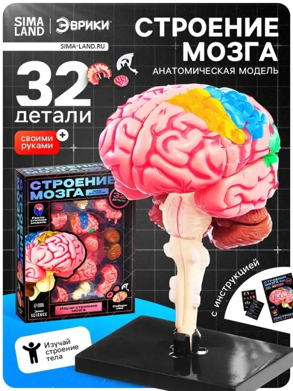 Набор для опытов &laquo;Строение мозга&raquo;, анатомическая модель