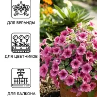 Семена Цветов Петуния &laquo;Городская&raquo; F1, орхидея, драже в пробирке, 7 шт.