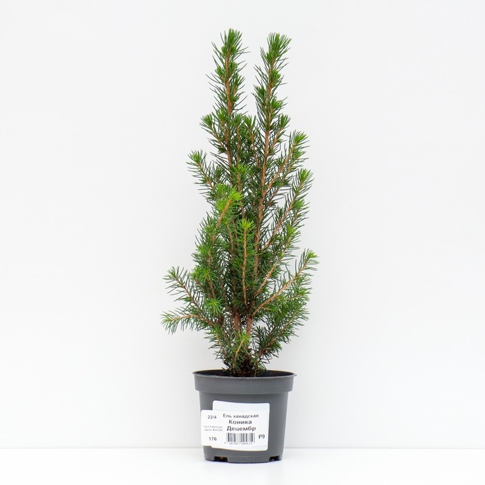 Ель канадская Ель канадская "Коника Децембр", Р9, 1шт, h 3-20 см, Осень 2024