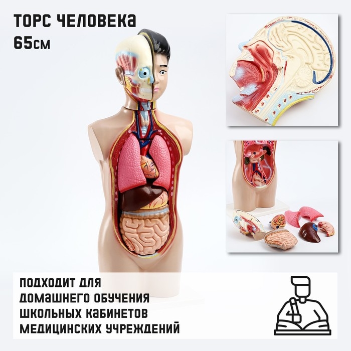 Макет  Макет "Торс человека" 65 см