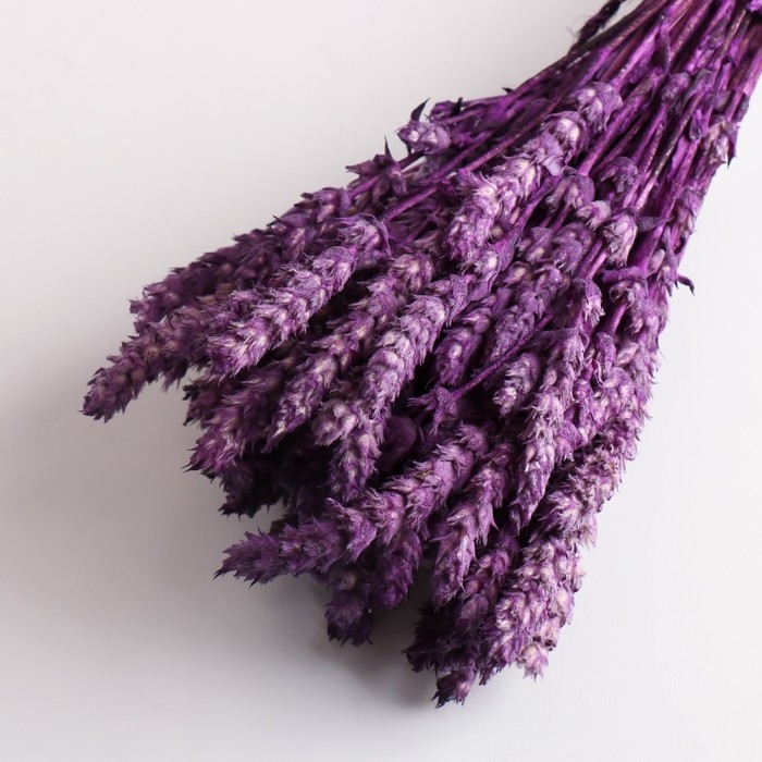 Набор сухоцветов Набор сухоцветов "Железница", банч длина 35 (+/- 6 см), сливовый