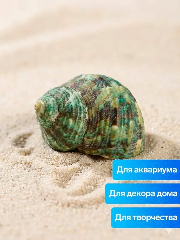 Набор ракушек декоративных, длина 4-5 см ширина 2 см, 2 шт.