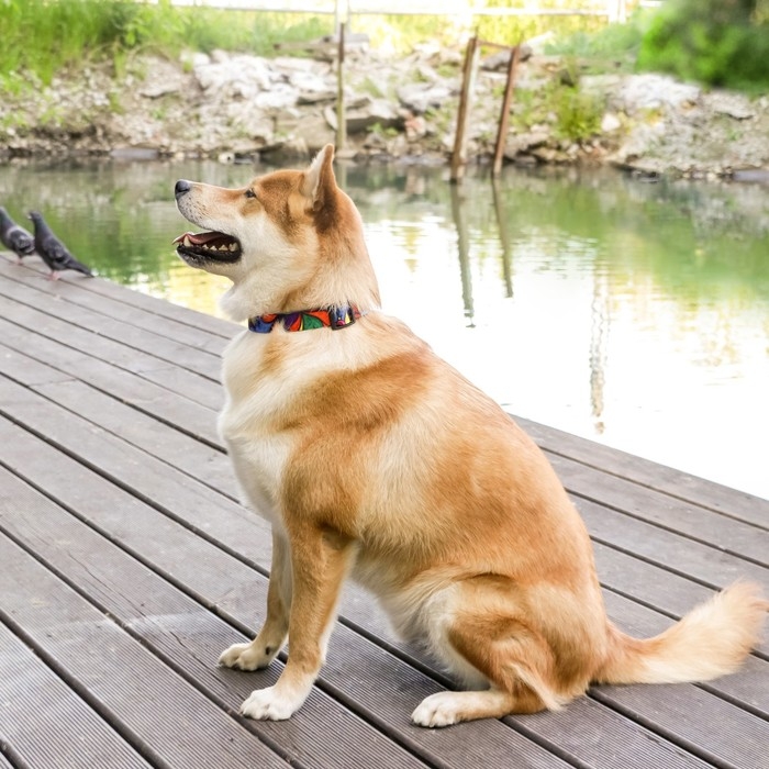 Ошейник «Невозможно слиться с улицей», застёжка - фастекс, 2.5 см, 40-55 см Ошейник «Невозможно слиться с улицей», застёжка - фастекс, 2.5 см, 40-55 см