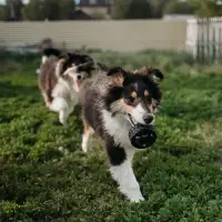Игрушка для собак &laquo;Покрышка&raquo;, 8 см, пищащая, винил, чёрная