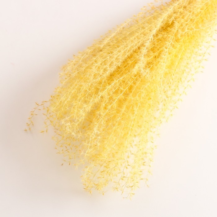 Набор сухоцветов Набор сухоцветов "Мискантус", банч 3-5 шт, длина 60 (+/- 6 см), желтый