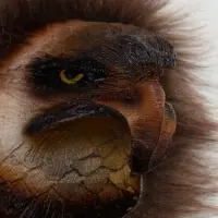 Панно &laquo;Голова орла&raquo;, 15&times;15&times;7 см