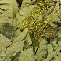 Веник для бани, дубовый, 45 см, с донником