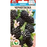 Семена Ежевика &laquo;Черноглазка&raquo;, 10 шт., &laquo;Сибирский сад&raquo;