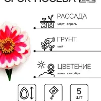 Семена цветов Цинния Захара &laquo;Северная звезда&raquo;, 5 шт., &laquo;Семена Алтая&raquo;