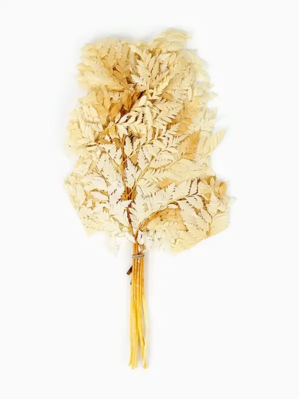 Сухоцвет Папоротник МИКС, 10 шт в упаковке