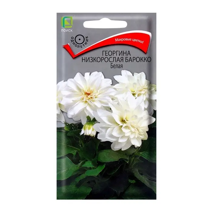 Семена цветов Георгина низкорослая Барокко Белая, 0,1гр Семена цветов Георгина низкорослая Барокко Белая, 0,1гр