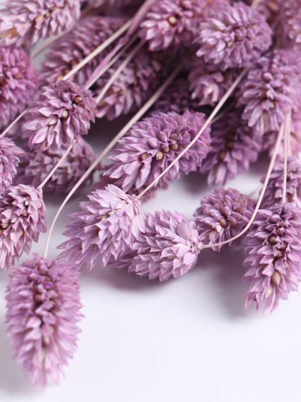 Набор сухоцветов "Фаларис", банч длина 55 (+/- 6 см), сиреневый
