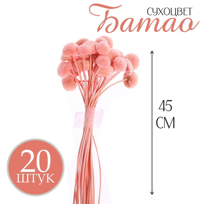 Сухоцвет &laquo;Батао&raquo; набор 20 шт., цвет МИКС