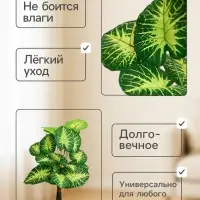 Дерево искусственное &laquo;Алоказия пёстрая&raquo;, h=75 см