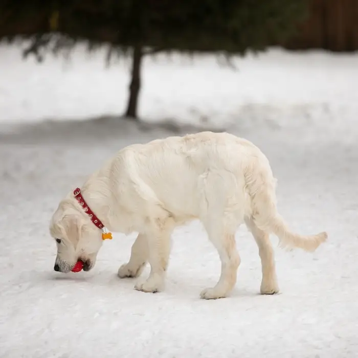 Ошейник кожаный однослойный безразмерный, 45&times;2 см, ОШ 18-39 см, красный