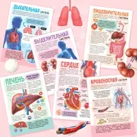 Энциклопедия с прозрачными страницами &laquo;Моё тело&raquo;, 32 стр.