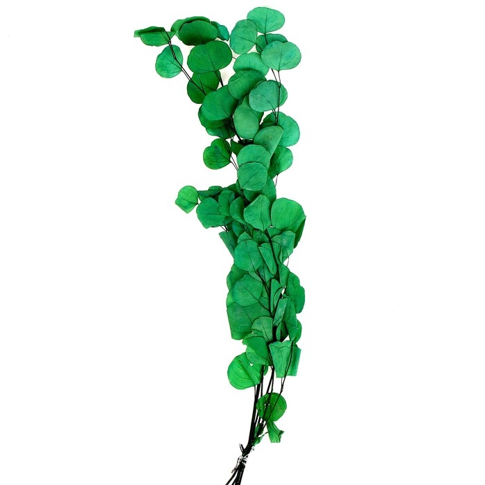 Сухоцвет персикого дерева, 50 г, длина — 70 см, цвет светло-зелёный Сухоцвет персикого дерева, 50 г, длина — 70 см, цвет светло-зелёный