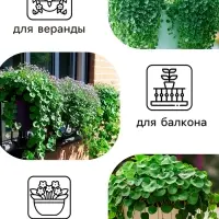Семена цветов Дихондра "Изумрудный водопад", серия "Профи", F1, О, 10 шт.