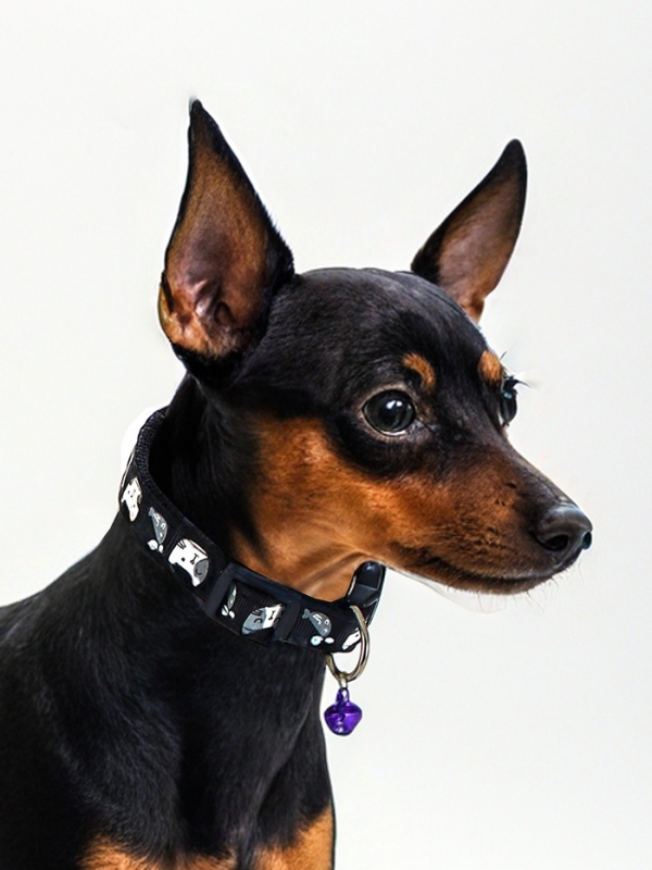 Ошейник Ошейник "Котята", 40 х 1,5 см, черный