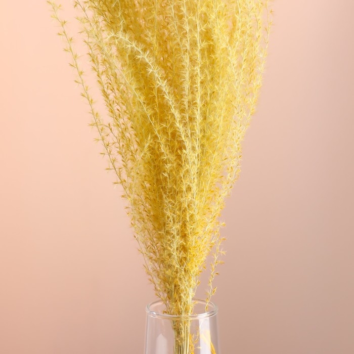Набор сухоцветов Набор сухоцветов "Мискантус", банч 3-5 шт, длина 60 (+/- 6 см), желтый