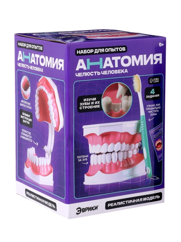 Набор для опытов «Анатомия», челюсть человека Набор для опытов «Анатомия», челюсть человека