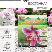 Лилия Восточная «Старгейзер», луковица в пакете с перфорацией, р-р 12/14, 3 шт.