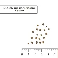 Семена Томат &laquo;Челнок Лидер&raquo;, 0.2 г, детерминантный, низкорослый, &laquo;Аэлита&raquo;